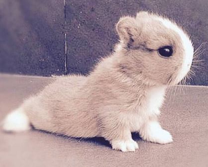 这种姿势走路也是难得一见