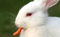佛州大白兔吃什么 兔粮牧草都是不错的选择