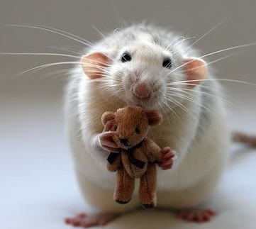 这是我的小玩具