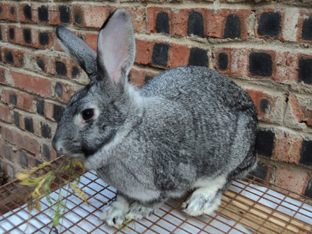 青紫蓝兔喂什么饲料 合理搭配不要喂食单一