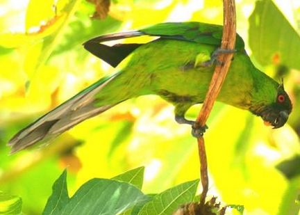 独角鹦鹉吃什么 也喜欢成熟的木瓜