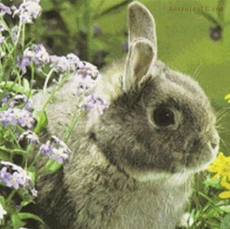 多瓦夫兔价格 价格为200元左右一只