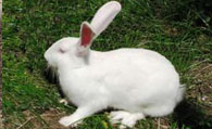 日本大耳兔怎么养 四季的管理重点有所不同
