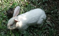 佛州大白兔好养吗 是很普通的白兔
