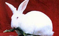 日本大耳兔吃什么 商品兔与宠物兔的喂食不同