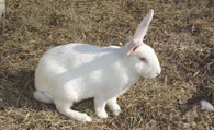 日本大耳兔好养吗 是优良皮肉兼用型品种