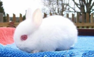 多瓦夫兔怎么挑选 是永远长不大的小型兔