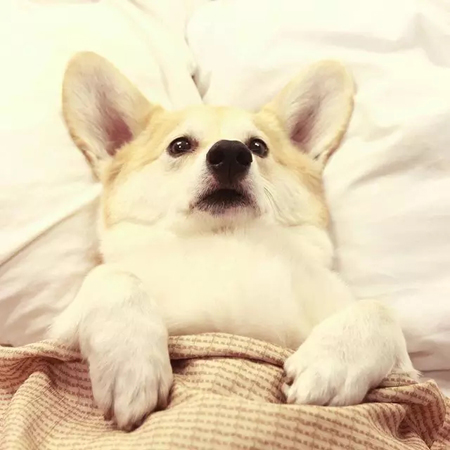 温暖人心的乐天派柯基！