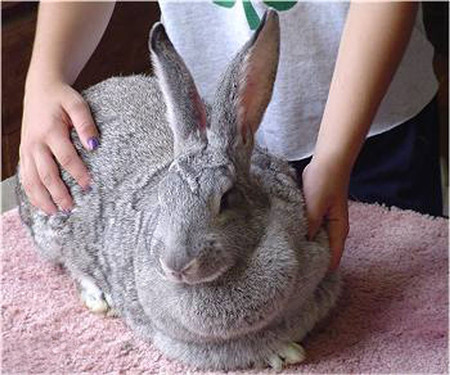巨型花明兔生病了怎么办 仔细照顾兔子