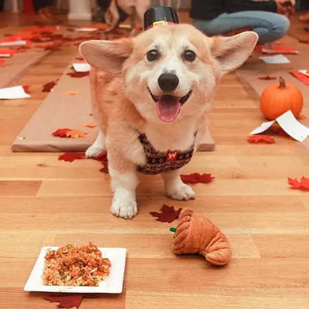 温暖人心的乐天派柯基！