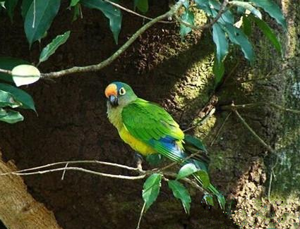 桃额锥尾鹦鹉怎么养 该鸟性格非常外向