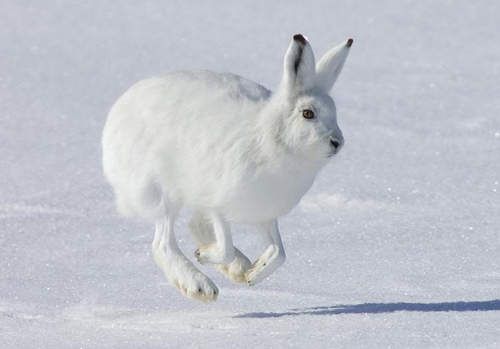 北极兔吃什么 以苔藓植物树根等食物为食