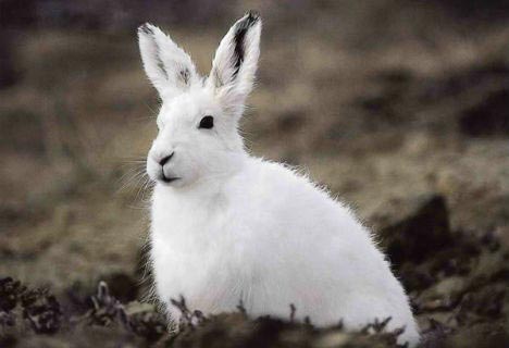 北极兔怎么挑选 季节不同它的皮毛颜色不同