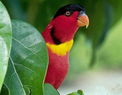 黄领吸蜜鹦鹉怎么养 这种鹦鹉较容易饲养