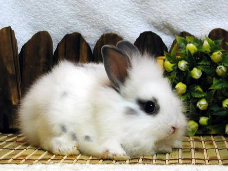 狮子兔好养吗 保持笼舍的卫生不要让其生病