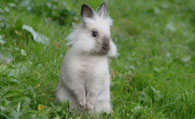 狮子兔怎么挑选 不要选太小的宠物狮子兔