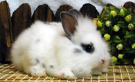 狮子兔好养吗 保持笼舍的卫生不要让其生病