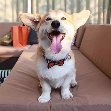 温暖人心的乐天派柯基！