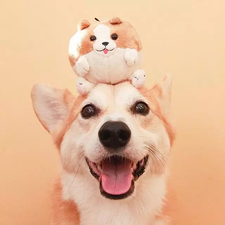 温暖人心的乐天派柯基！