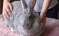 巨型花明兔生病了怎么办 仔细照顾兔子