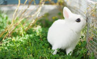 波兰兔生病了怎么办 观察其精神状态