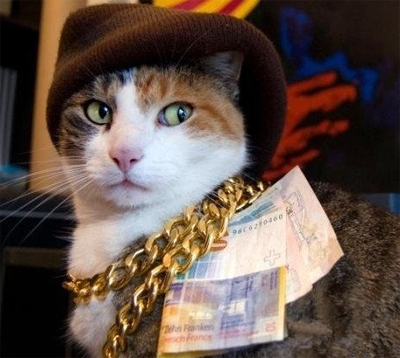 富二代的猫咪伤不起