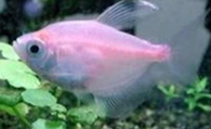 红裙鱼怎么养 饲养环境必须保持安静