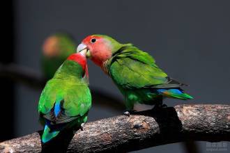 鹦鹉拉稀怎么办 可以给鹦鹉喂点土霉素