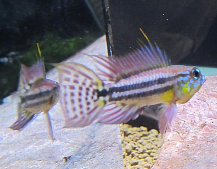 酋长短鲷怎么分公母 掌握区分技巧