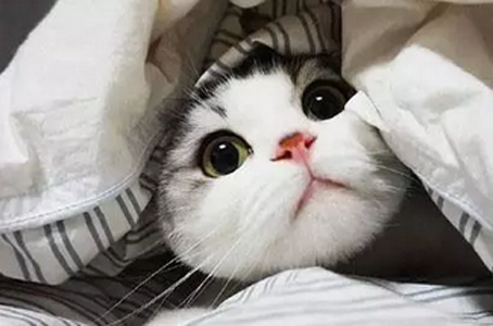 大圆脸真是萌的不要不要的