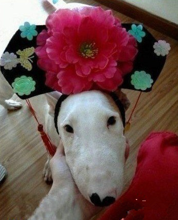 超萌狗狗扮相容嬷嬷