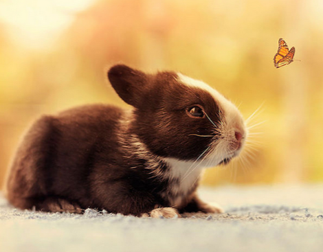 想拥有一双翅膀