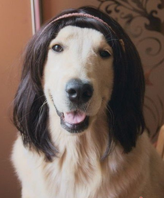 噔噔噔噔  如花大姐登场  鼓掌 撒花