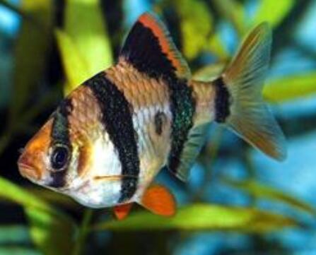 什么观赏鱼最好养 观赏鱼种类较多