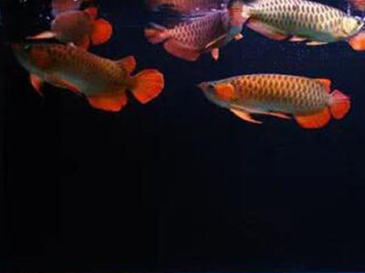 怎么养好观赏鱼 饵料一定要清洁