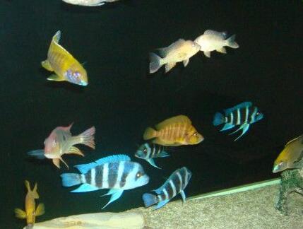 观赏鱼疾病防治 要保证良好的水质