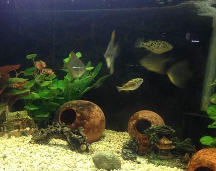 观赏鱼如何养殖 养好鱼要先学会买好鱼