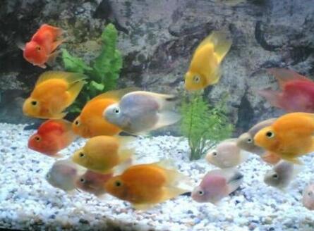 观赏鱼养几条好 风水上是比较讲究的