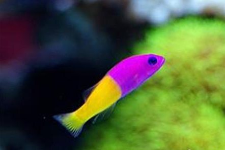 双色草莓鱼怎么养 水温为26度的水族箱