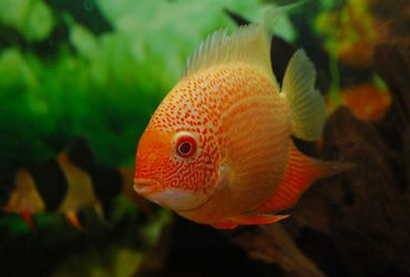 金菠萝鱼吃什么 幼鱼不爱吃人工饲料