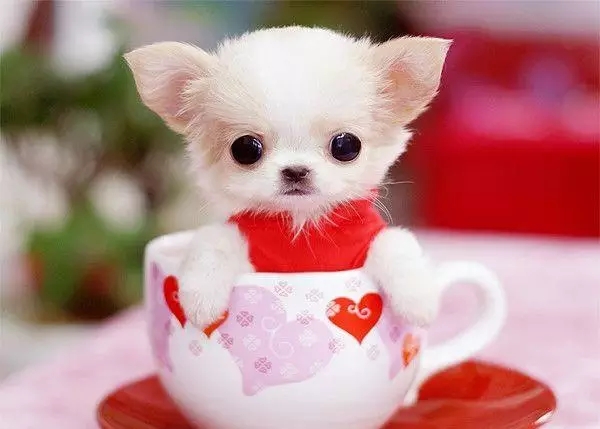 茶杯犬，萌死人不偿命！