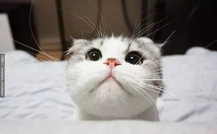 大圆脸真是萌的不要不要的