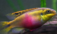 红肚凤凰鱼怎么养 该鱼适应能力非常强
