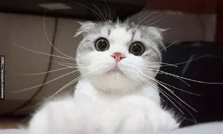 大圆脸真是萌的不要不要的