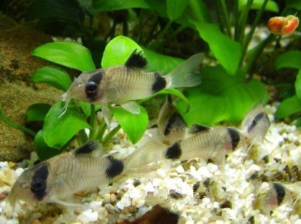 熊猫鼠怎么繁殖 水温控制在24~26度