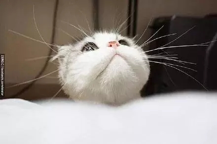 大圆脸真是萌的不要不要的