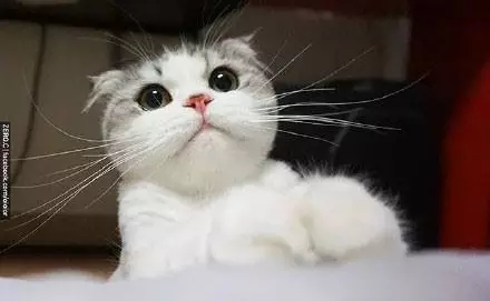 大圆脸真是萌的不要不要的