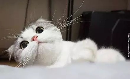 大圆脸真是萌的不要不要的