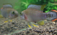 霸王短鲷怎么养 繁殖时水质要求高些