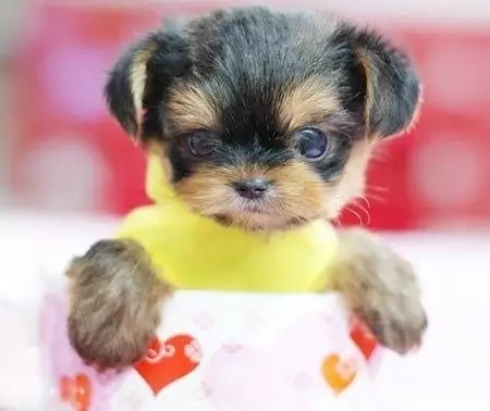 茶杯犬，萌死人不偿命！